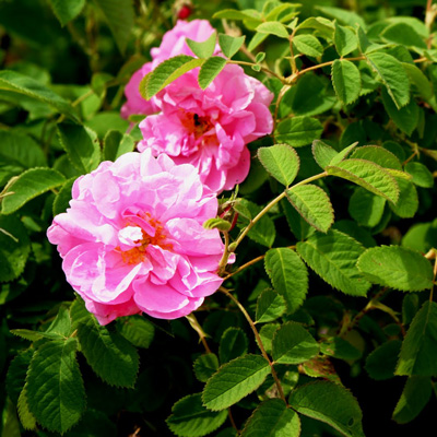 گل محمدی