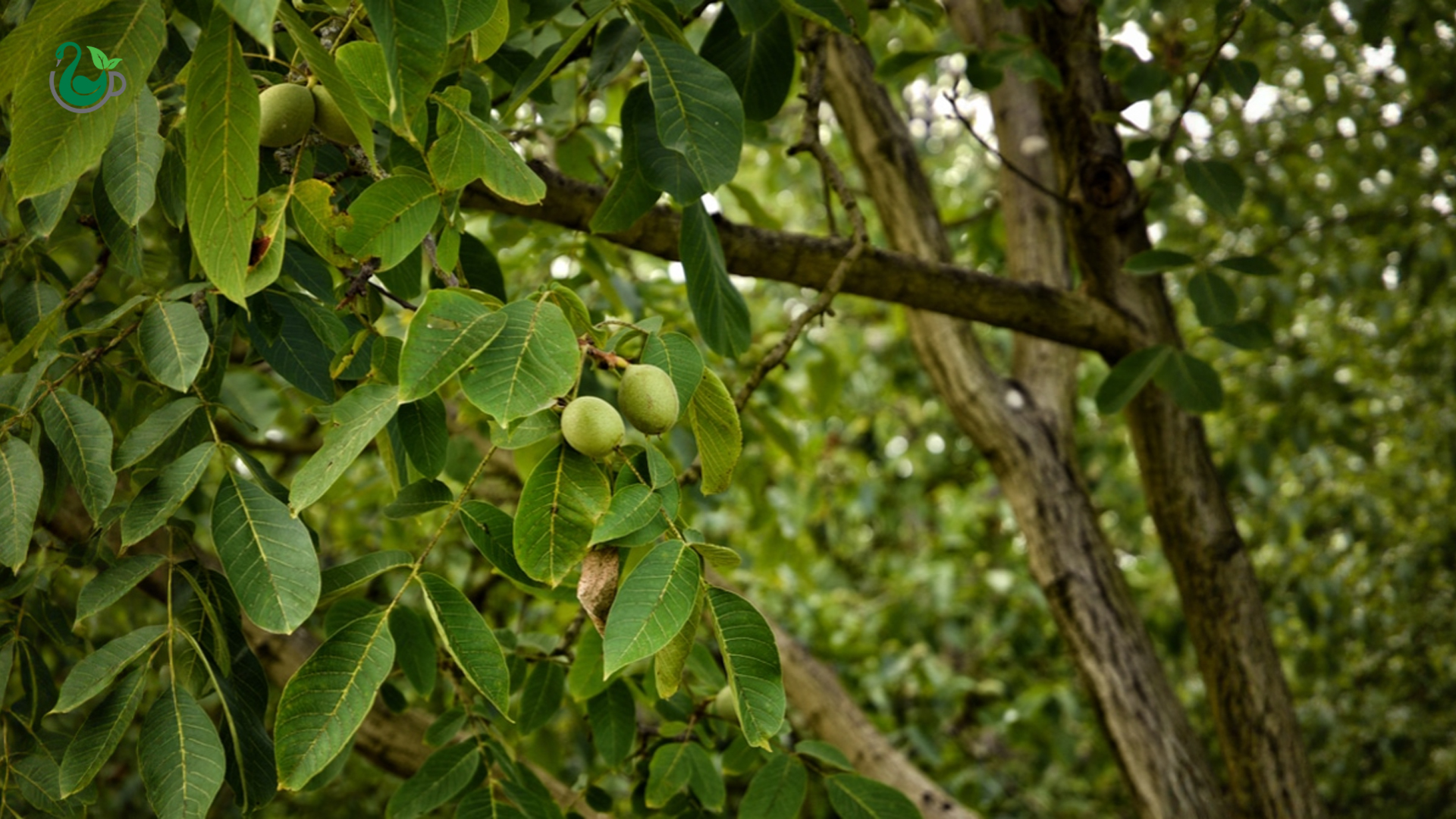 درختگردوومیوهیگردو