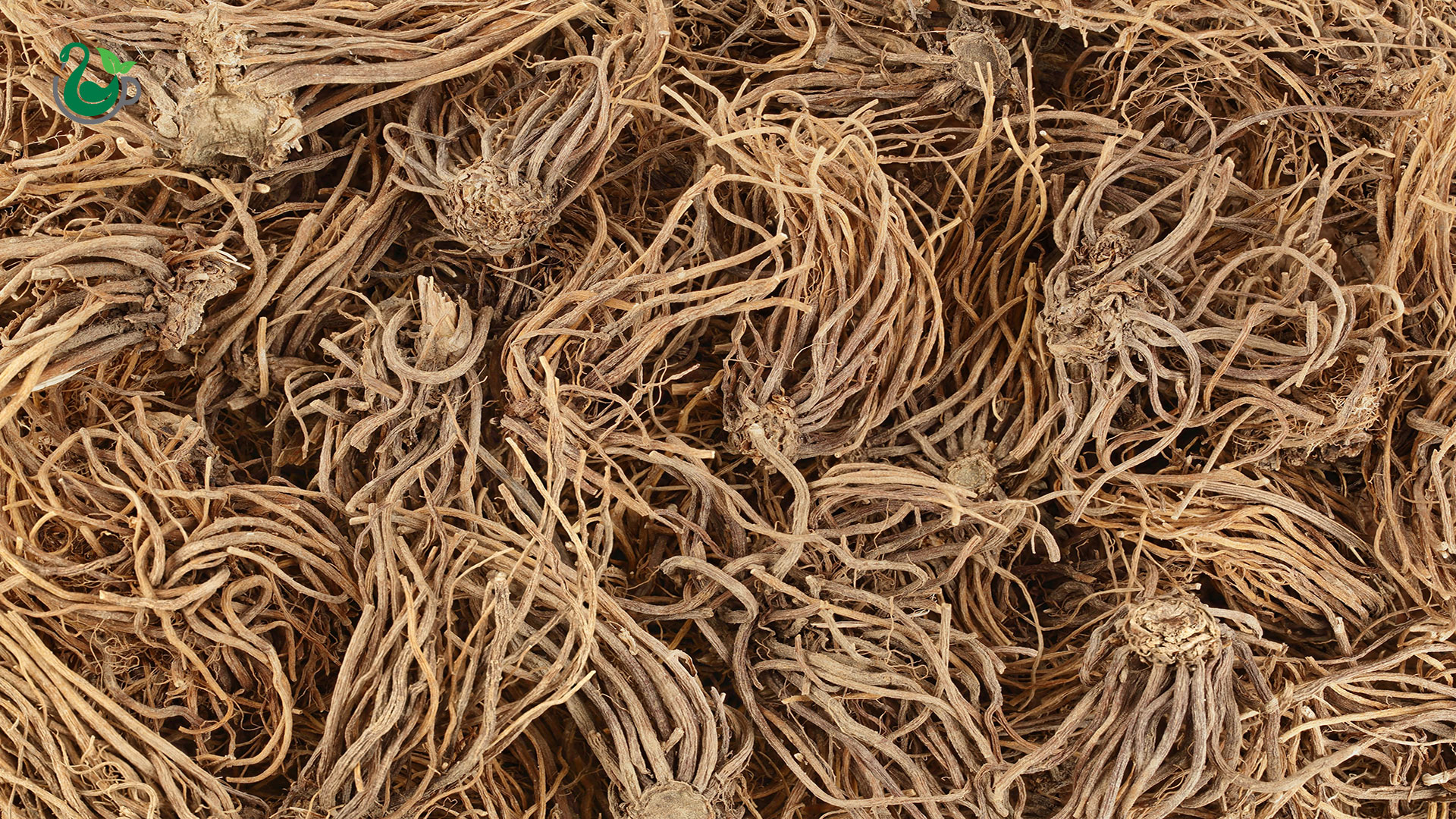 ریشه خشک شده سنبل الطیب
