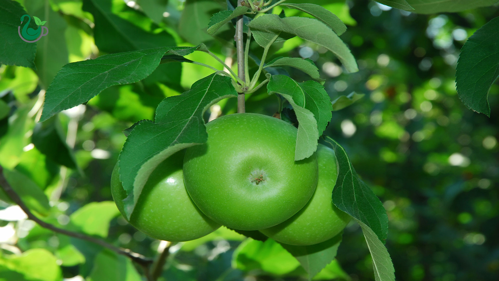 سیب ترش سبز چیده نشده