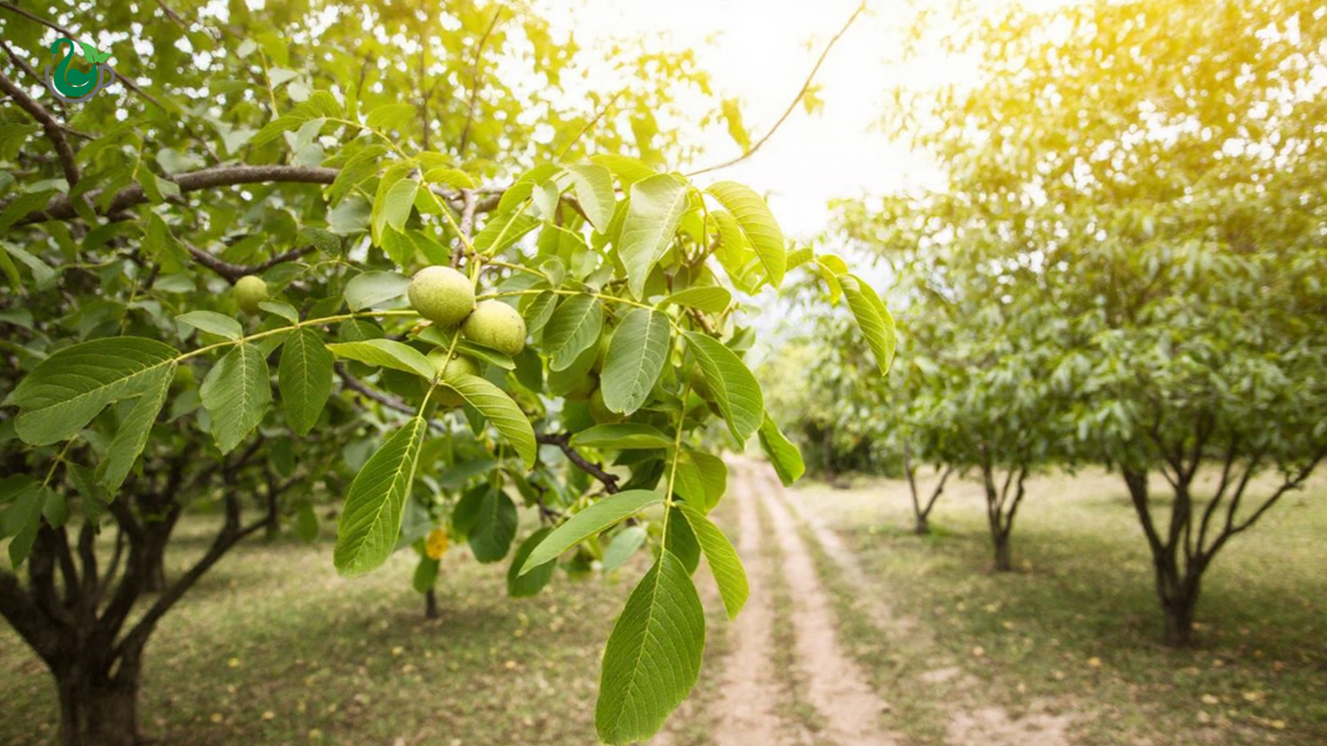نماییازباغگردوودرختانگردو