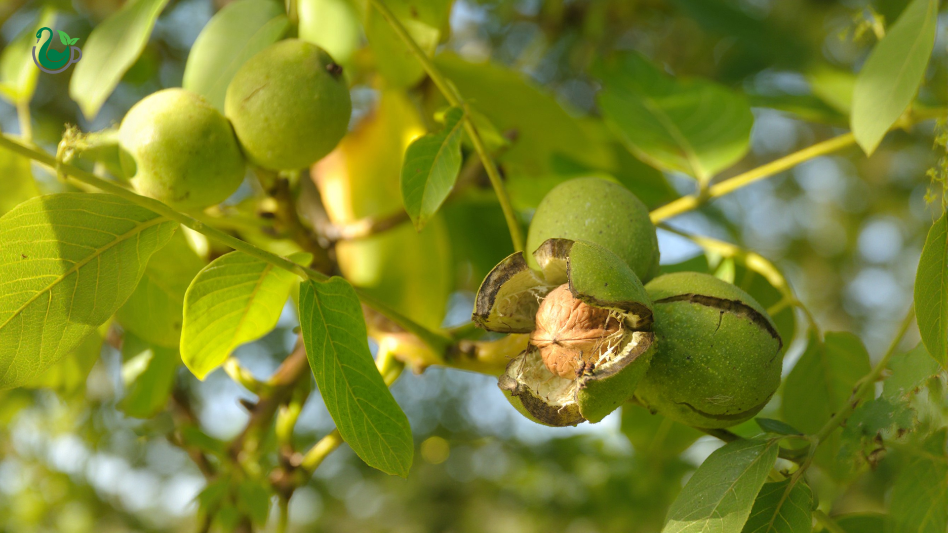 نمایینزدیکازگردووپوستهخارجیآن
