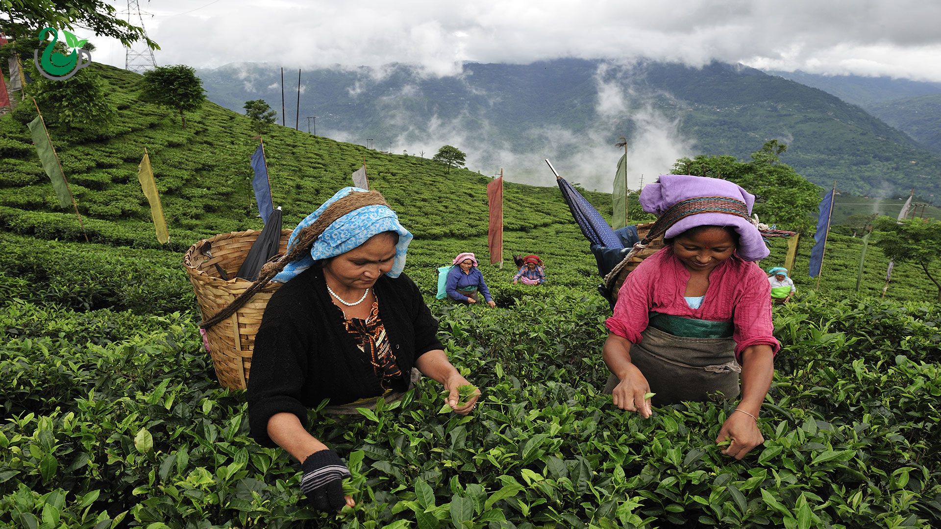 چینش برگ چای در منطقه دارجیلینگ