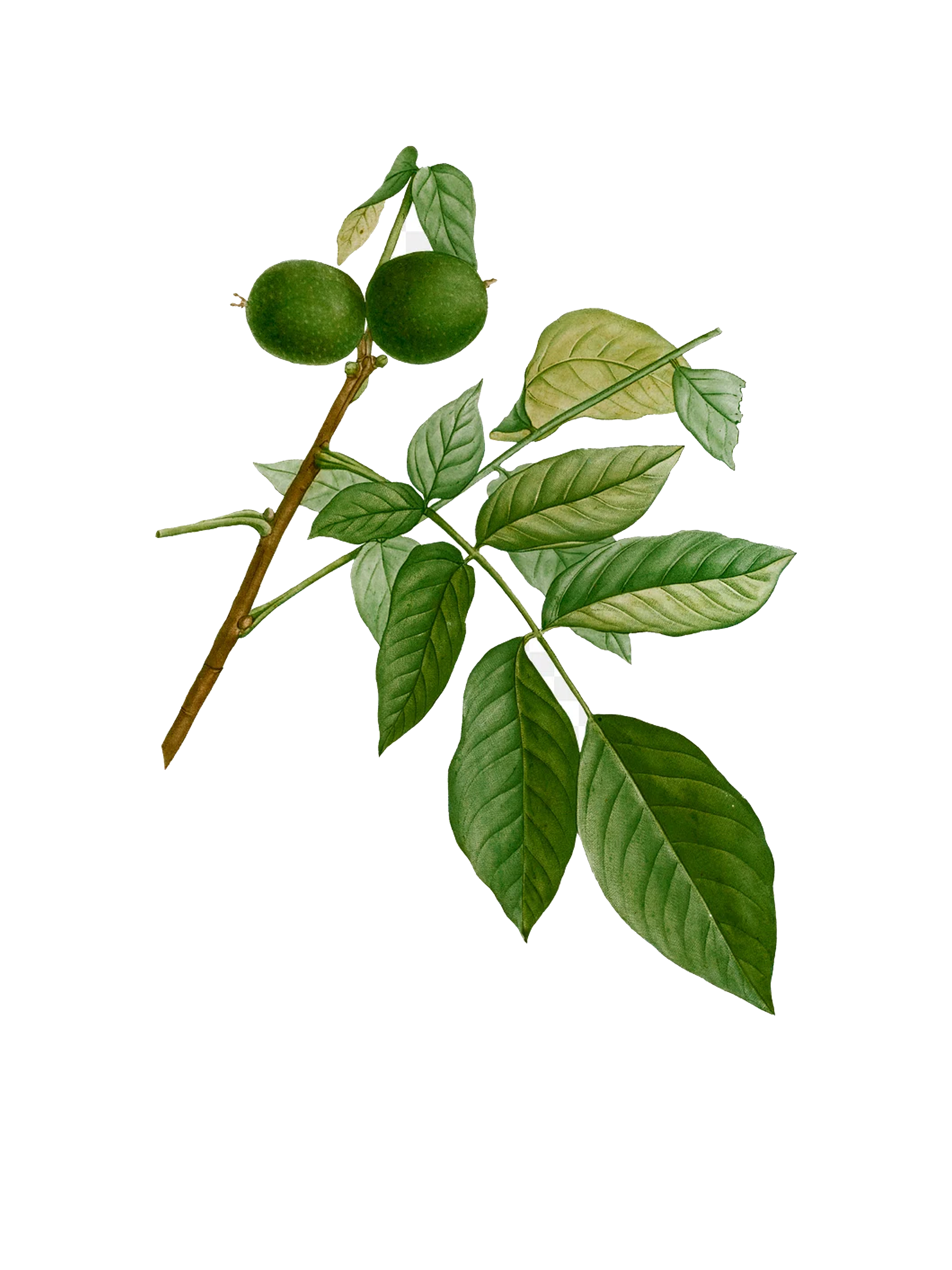 morfolozhi